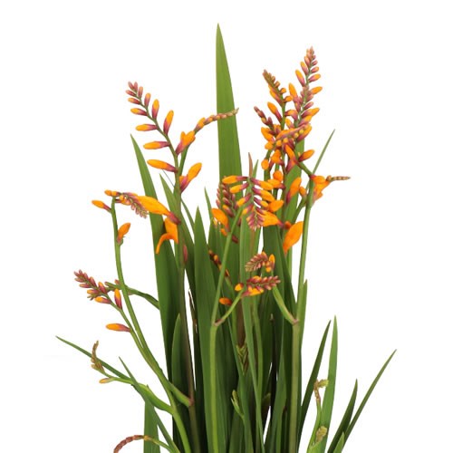 CROCOSMIA COLUMBUS 65cm | Wholesale Dutch Flowers & Florist Supplies UK