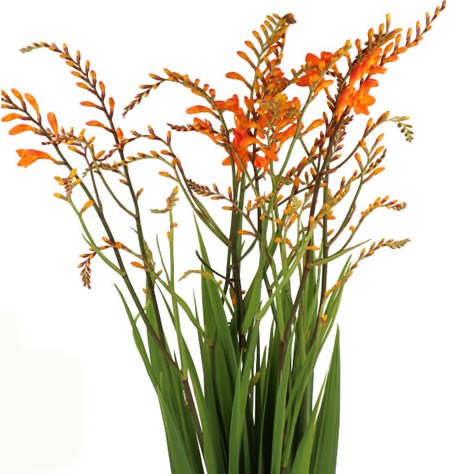 CROCOSMIA PEACH MELBA 90cm | Wholesale Dutch Flowers & Florist Supplies UK