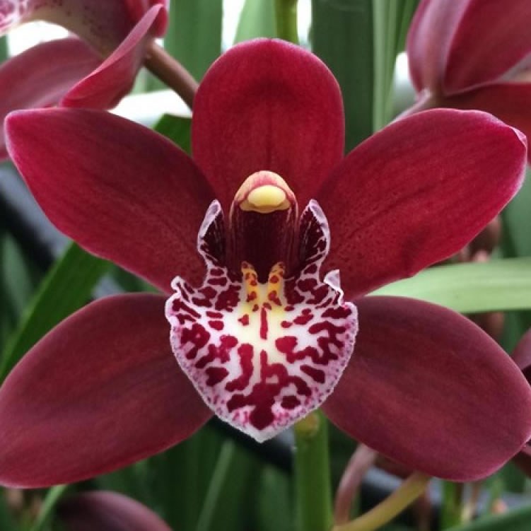 Cymbidium Orchid Amanda 50cm Wholesale Dutch Flowers And Florist Supplies Uk 