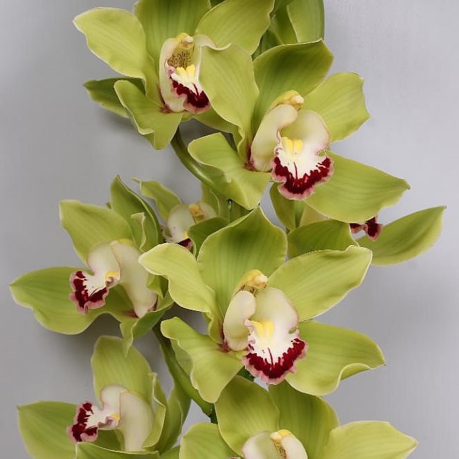 Cymbidium Orchid Anderson 60cm Wholesale Dutch Flowers And Florist Supplies Uk