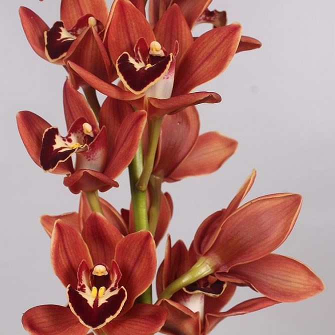 Cymbidium Orchid Description 