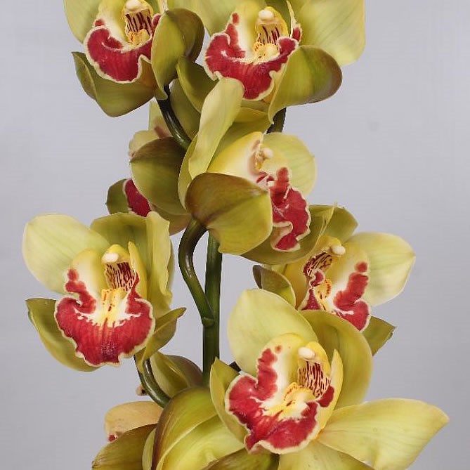 Цимбидиум орхидея фото в горшке