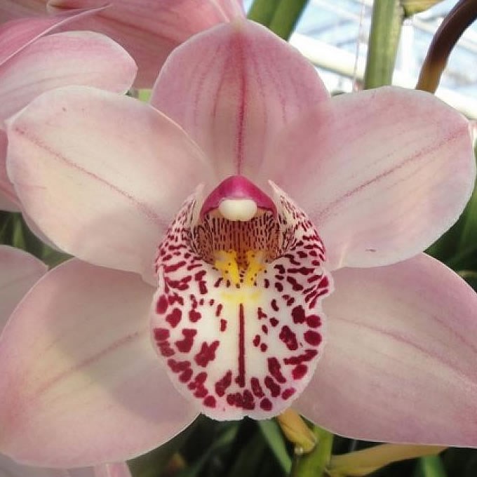 CYMBIDIUM ORCHID IRENE 60cm | Wholesale Dutch Flowers ...