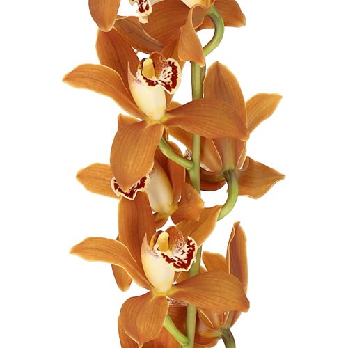 Cymbidium Orchid James Westwick 50cm Wholesale Dutch Flowers And Florist Supplies Uk 