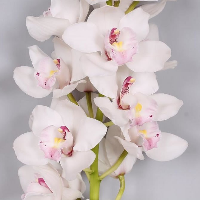 Cymbidium Orchid Jungfrau Dos Pueblos 60cm Wholesale Dutch Flowers And Florist Supplies Uk 