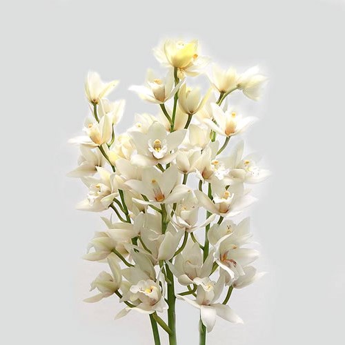 Cymbidium Orchid Margot 60cm Wholesale Dutch Flowers And Florist Supplies Uk 