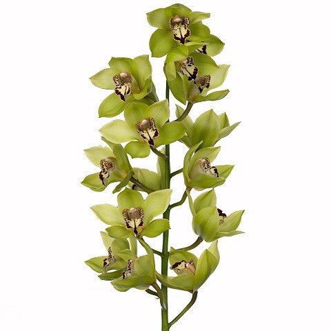 CYMBIDIUM ORCHID MELANIE 60cm | Wholesale Dutch Flowers & Florist ...