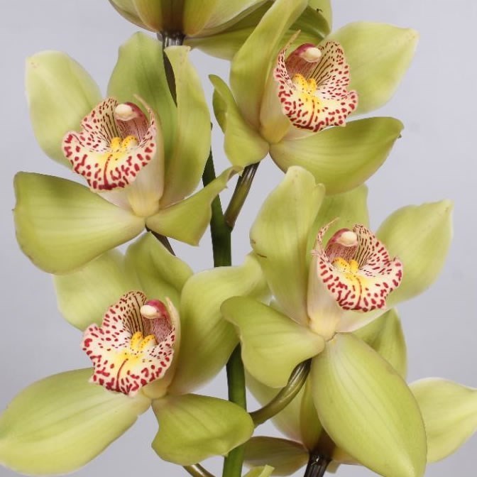 Cymbidium Orchid Melissa 50cm Wholesale Dutch Flowers And Florist Supplies Uk 