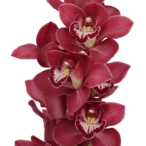 Cymbidium Orchid Naomi 50cm Wholesale Dutch Flowers And Florist Supplies Uk 