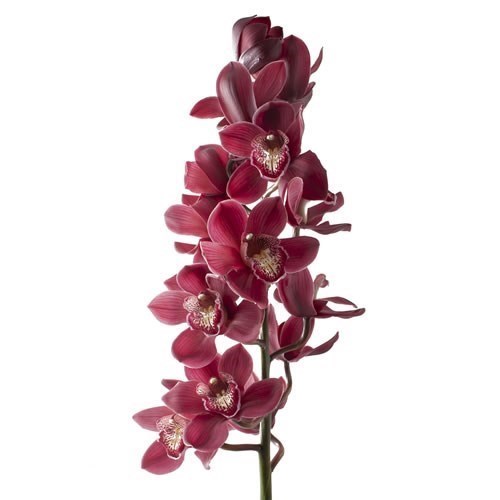 Cymbidium Orchid Vulcano 60cm 8 Wholesale Dutch Flowers And Florist Supplies Uk 