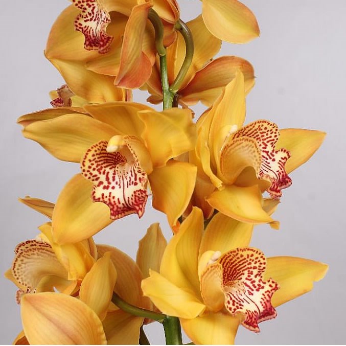 Cymbidium Orchid Yellow River 80cm Wholesale Dutch Flowers And Florist Supplies Uk 