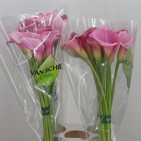 Calla Lily Garnet Glow 70cm | Wholesale Dutch Flowers ...