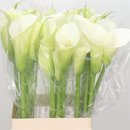 White Calla Lily Flowers, The Flower of 2024 Innocence