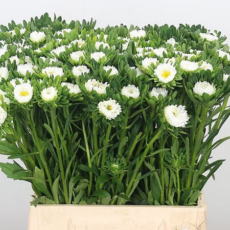 Callistephus White 40cm | Wholesale Dutch Flowers & Florist Supplies UK