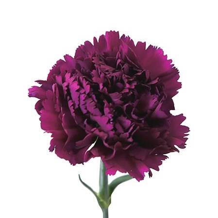 Carnation Farieta 70cm | Wholesale Dutch Flowers & Florist Supplies UK