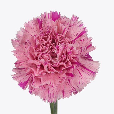 Carnation Jubilee 55cm Wholesale Dutch Flowers Florist Supplies Uk