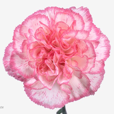 Carnation Komachi 70cm | Wholesale Dutch Flowers & Florist Supplies UK