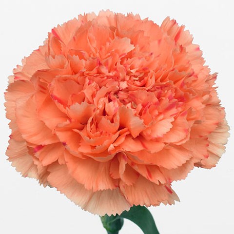 Carnation Lion King 65cm | Wholesale Dutch Flowers & Florist Supplies UK