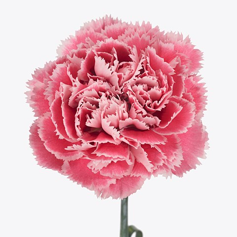 Carnation Nobbio Pink Gelato 70cm | Wholesale Dutch Flowers & Florist ...