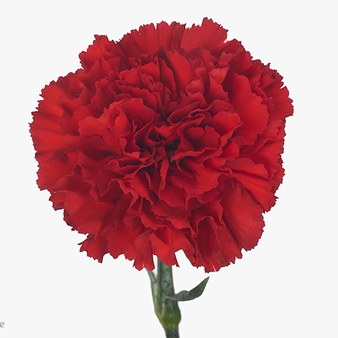 Carnation Red Magic 70cm | Wholesale Dutch Flowers & Florist Supplies UK