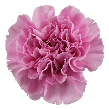Carnation Rimini 60cm | Wholesale Dutch Flowers & Florist Supplies UK