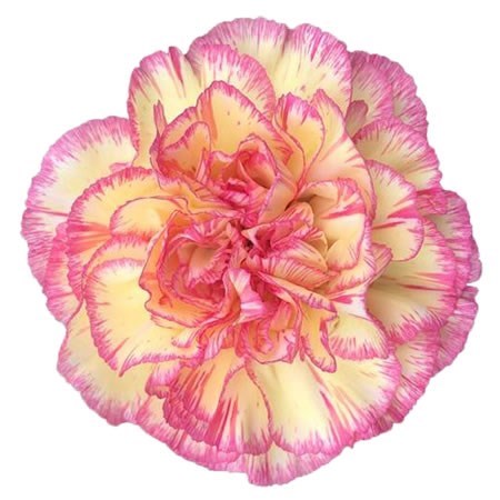 Carnation Spritz 70cm | Wholesale Dutch Flowers & Florist Supplies UK