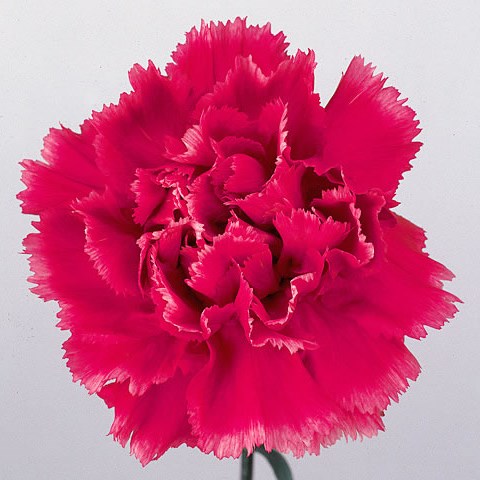 Carnation Tenderly 55cm | Wholesale Dutch Flowers & Florist Supplies UK