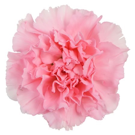 Carnation Thalia 55cm | Wholesale Dutch Flowers & Florist Supplies UK