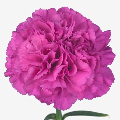 Carnation Tiepolo Fucshia 55cm | Wholesale Dutch Flowers & Florist ...