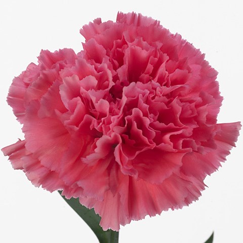 Carnation Tonic Golem 65cm | Wholesale Dutch Flowers & Florist Supplies UK