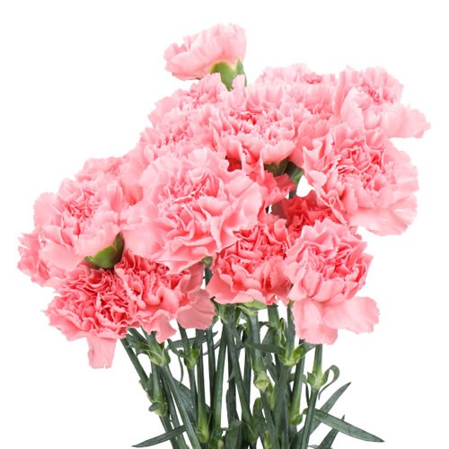 Carnation Verona 70cm | Wholesale Dutch Flowers & Florist Supplies UK