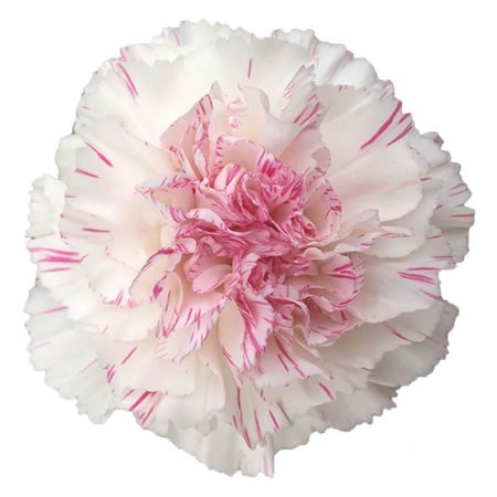 Carnation Yukari Cherry 60cm | Wholesale Dutch Flowers & Florist ...