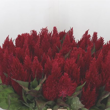 Celosia Plume Red 60cm | Wholesale Dutch Flowers & Florist Supplies UK