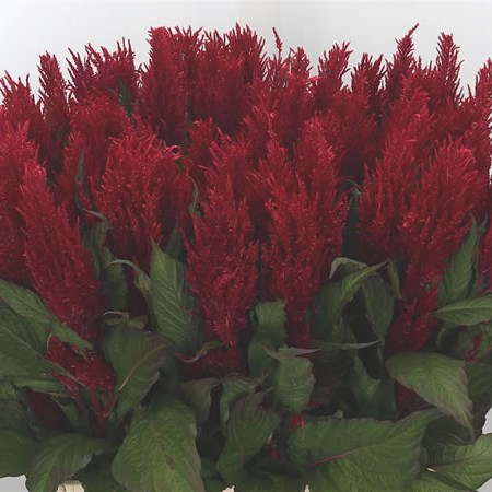 Celosia Plume Red 70cm | Wholesale Dutch Flowers & Florist Supplies UK