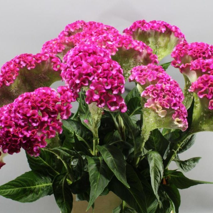 Celosia Turbo Hot Pink 75cm | Wholesale Dutch Flowers & Florist Supplies UK