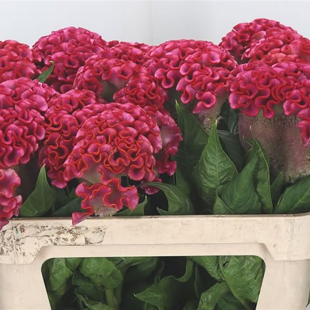 Celosia Turbo Unlimited Coral 75cm | Wholesale Dutch Flowers & Florist ...