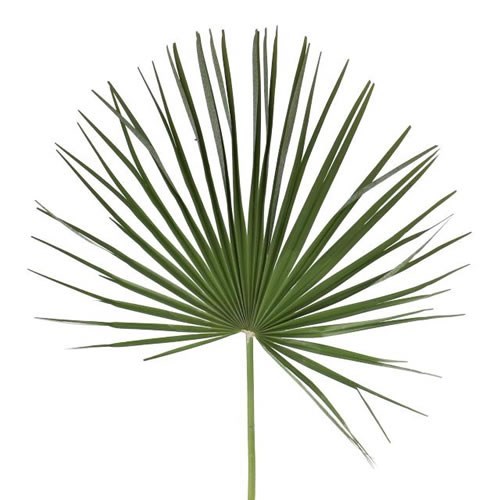 Chamaerops Palm 50cm | Wholesale Dutch Flowers & Florist Supplies UK