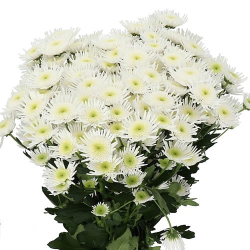 Chrysant San. Maradona 55cm | Wholesale Dutch Flowers & Florist Supplies UK