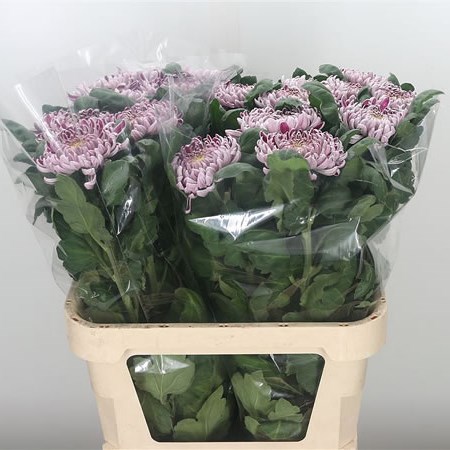 Chrysant Sgl. Gilbert Leigh Silver 80cm | Wholesale Dutch Flowers ...