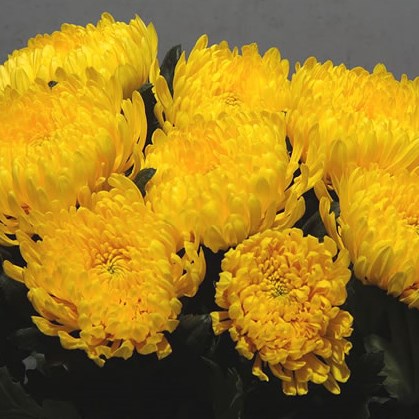 Chrysant Sgl. Pjotr 70cm | Wholesale Dutch Flowers & Florist Supplies UK