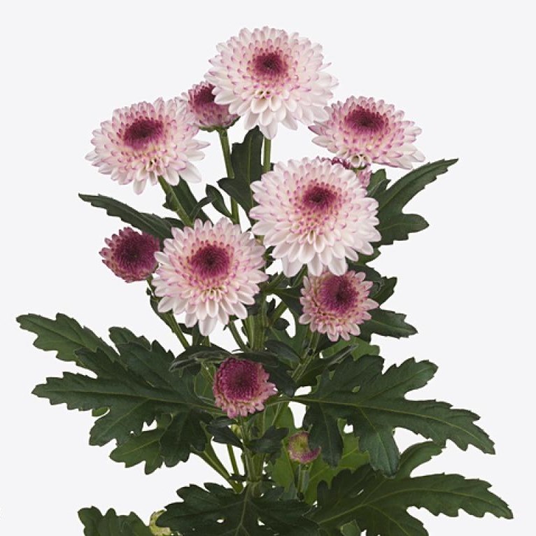 Chrysant Spr. Abbey 70cm | Wholesale Dutch Flowers & Florist Supplies UK