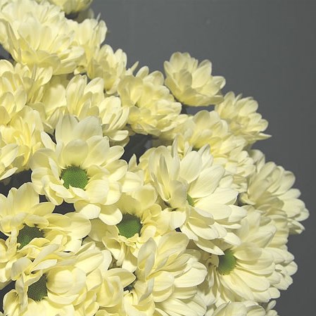 Chrysant Spr. Prosecco 65cm | Wholesale Dutch Flowers & Florist Supplies UK