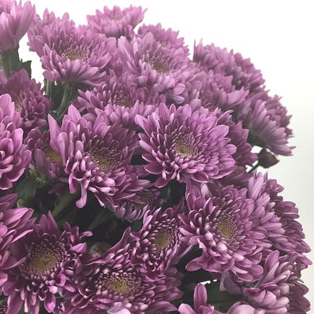 Chrysant Spr. Romance Purple 70cm | Wholesale Dutch Flowers & Florist ...