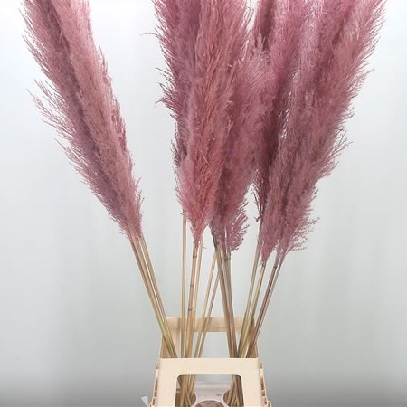 Cortaderia Pampas Grass Dyed Hot Pink 100cm  Wholesale Dutch Flowers &  Florist Supplies UK