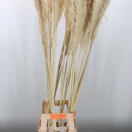 CORTADERIA DYED CERISE (PAMPAS GRASS) 120cm  Wholesale Dutch Flowers &  Florist Supplies UK