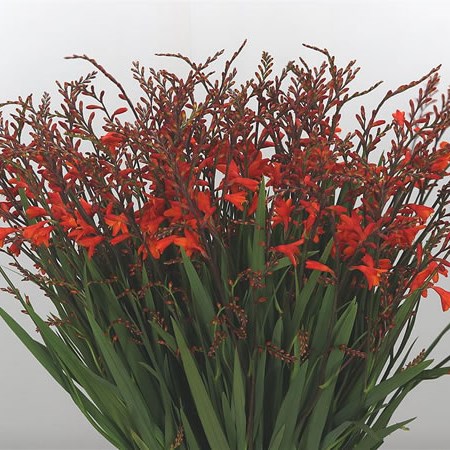 Crocosmia Red King 75cm | Wholesale Dutch Flowers & Florist Supplies UK