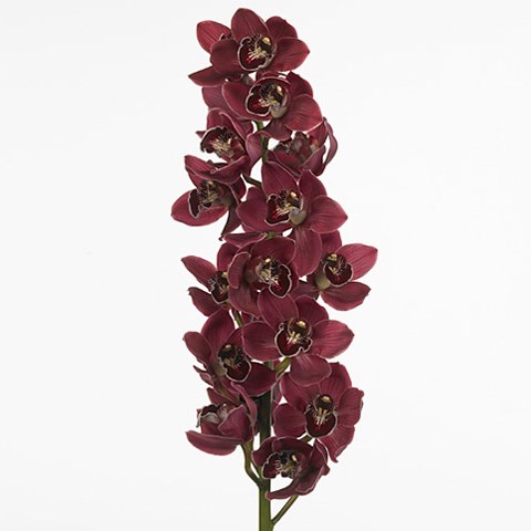 Cymbidium Orchid Blazing Fury Hades 60cm | Wholesale Dutch Flowers ...