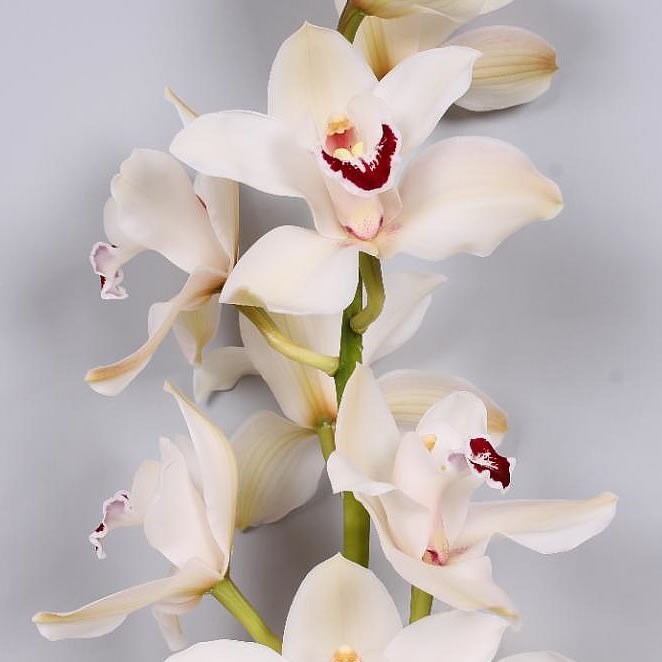 Cymbidium Orchid Danny Green 60cm Wholesale Dutch Flowers And Florist 