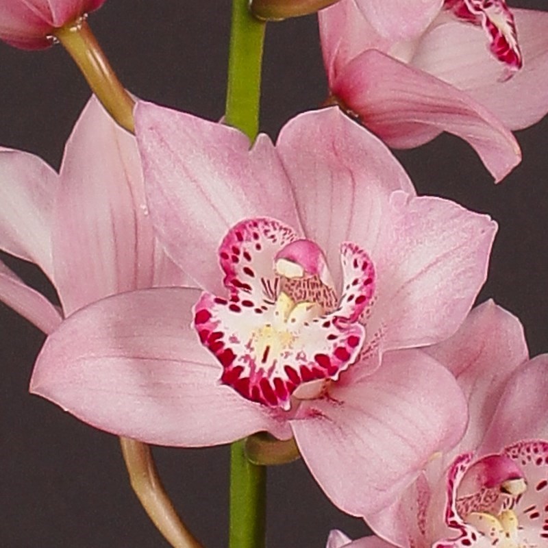Cymbidium Orchid Pink Briljant