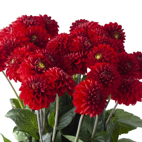 DAHLIA RED FOX 60cm | Wholesale Dutch Flowers & Florist Supplies UK